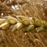 Ci sono 30 mila aziende agricole emiliano romagnole coinvolte dalla Guerra del grano