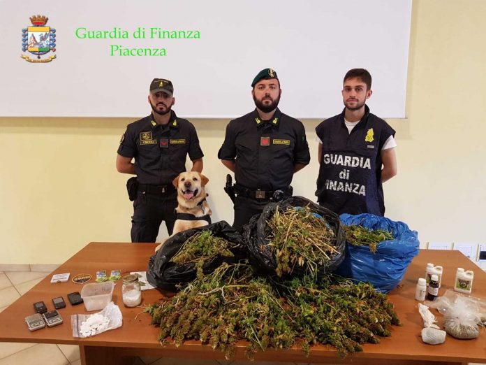 La Finanza scopre coltivazionee di marijuana in pieno centro a Piacenza