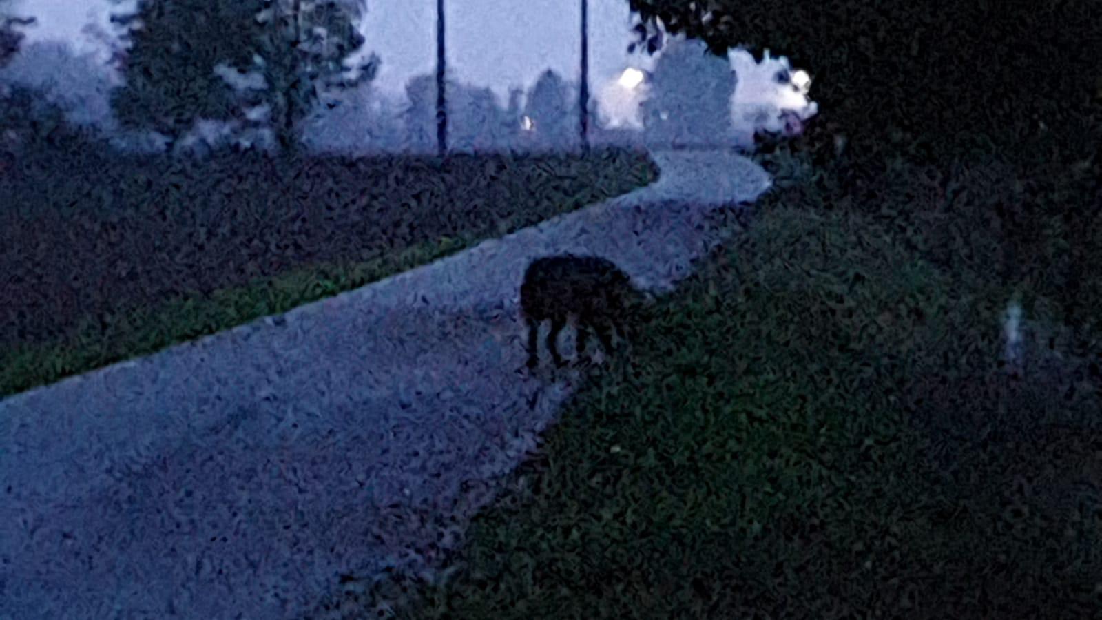 Lupi alle porte di Piacenza