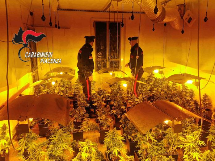 I carabinieri scoprono serra di cannabis indica
